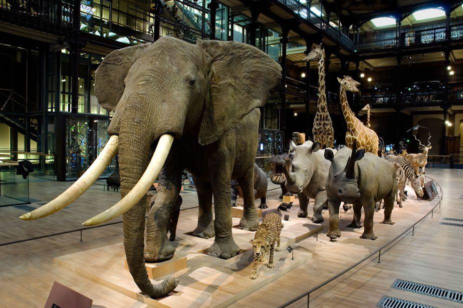 Gran Galería de la Evolución