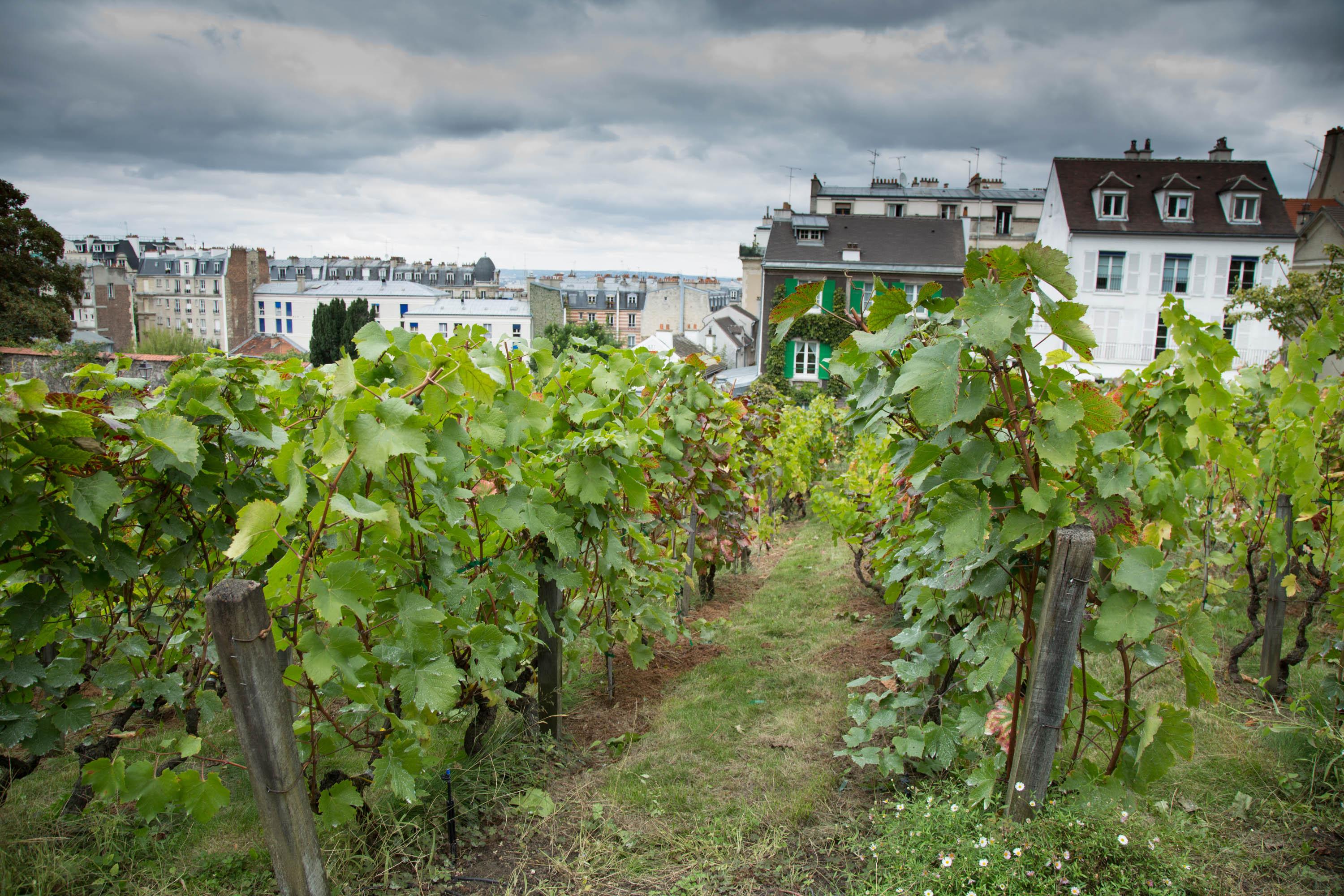 Vinhas do Clos Montmartre